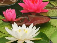 -莲花池公园