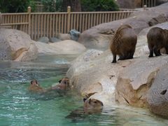 -北京野生动物园