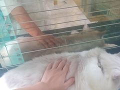 -楼上猫咖(罗湖店)