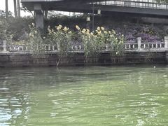 -皇家御河游(紫御湾码头)