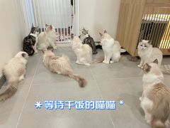 -有喵·猫咖·狗咖·30几只猫10只小狗(岗厦店)