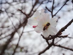 景点-天适樱花悠乐园