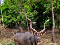 -清迈夜间动物园