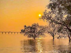 -宝安西湾红树林湿地公园