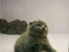 -喵的天空名猫咖啡馆·撸猫·猫舍·用品