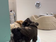 -怪兽屋·羊驼·猫咖·狗咖(俊华广场店)