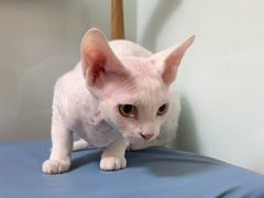 -宠福鑫动物医院(城北分院)