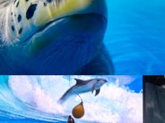 -泉城欧乐堡海洋极地世界