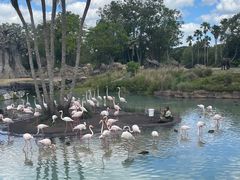 -奥兰多迪士尼动物王国乐园