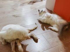 -Bastet sally猫舍购宠(静安店)
