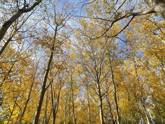 -森林公园(尖草坪区)