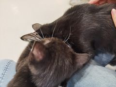 -共舞时光猫咖·狗咖(新街口店)