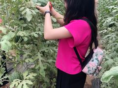 采摘西瓜-庞各庄翠芳园西瓜蔬菜基地采摘园