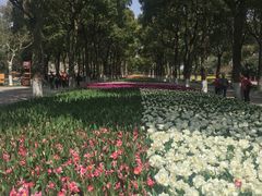 -上海鲜花港