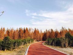 -黄海国家森林公园