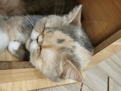 -酷豆宠物咖啡·宠物美食·撸猫馆