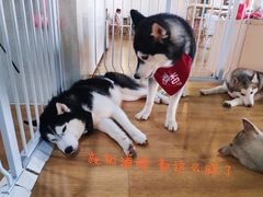 -Husky Go! 哈士奇体验馆·宠物咖啡厅狗咖