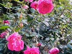 -人民公园(罗湖区)