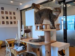 -有喵·猫咖·狗咖·30几只猫10只小狗(岗厦店)