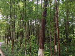-桤木河湿地公园