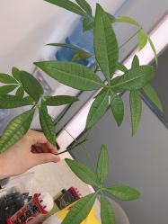 -MIDA蜜哒•科技逆龄美肤连锁