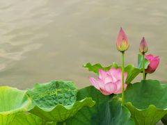 -莲花池公园