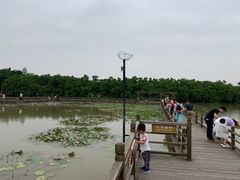 -大湾区中央湿地公园