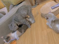 -啵啵喵·猫咖(攀华国际店)