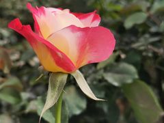 -人民公园(罗湖区)