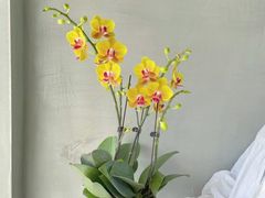 -Flower in(密渡桥店)