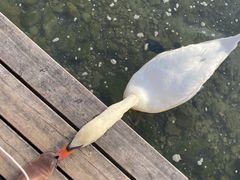 -沃尔夫冈湖