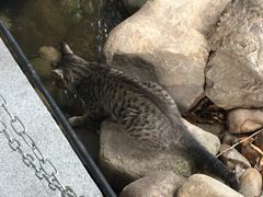 picture-马勒别墅饭店(静安寺店)