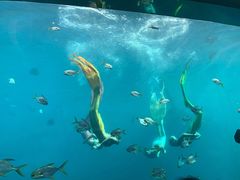 -瑞德姆美人鱼海底演艺主题餐厅(亚龙湾店)