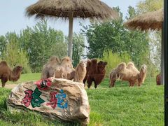 -北京野生动物园