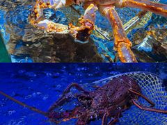 -徐记海鲜(观沙岭|滨江新城店)