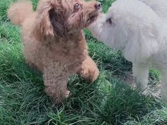 -趣玩宠物乐园寄养训犬训狗游泳池