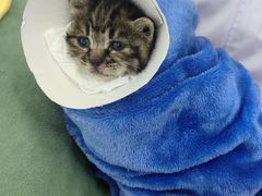 -萌兽医馆·宠物医院·猫骨科(创景店)