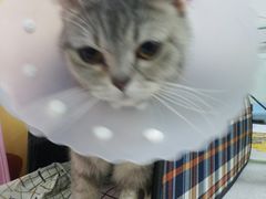 -达爱动物医院·犬猫分区·CT·复杂眼科(远洋山水分院)