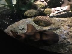 -暹罗海洋世界