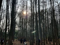 -杭州植物园