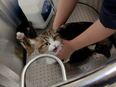 -翊宠yipet猫狗购宠庄园犬舍•猫舍