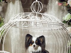 -超宠爱宠物摄影-Super pet