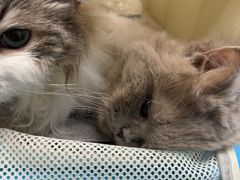 -纳吉亚猫专科动物诊疗中心(蒋宅口分院)
