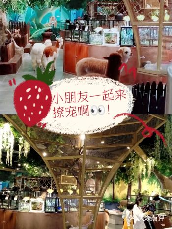 六一畅玩/带上你的娃去撩宠乐园撩宠吧！