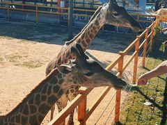 -西霞口神雕山野生动物世界