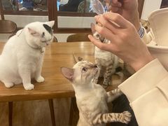 -猫小主咖啡·猫咖cat cafe(福田店)