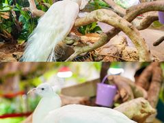 -正佳雨林生态植物园