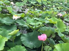 -荷塘月色湿地公园·向阳花洲