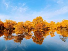 -金塔沙漠胡杨林景区