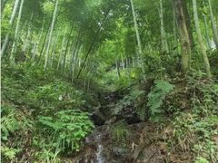 -大唐贡茶院